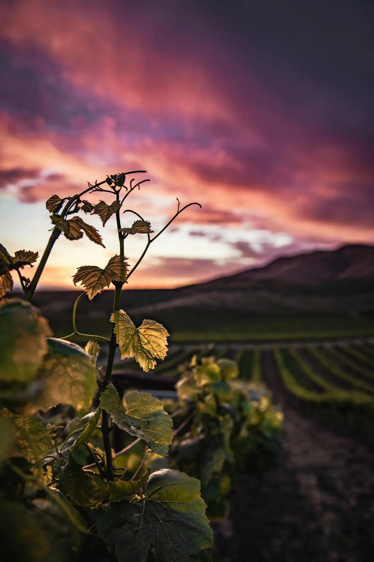 Hileras de parras en viñedo chileno, tour a viñedos desde Santiago